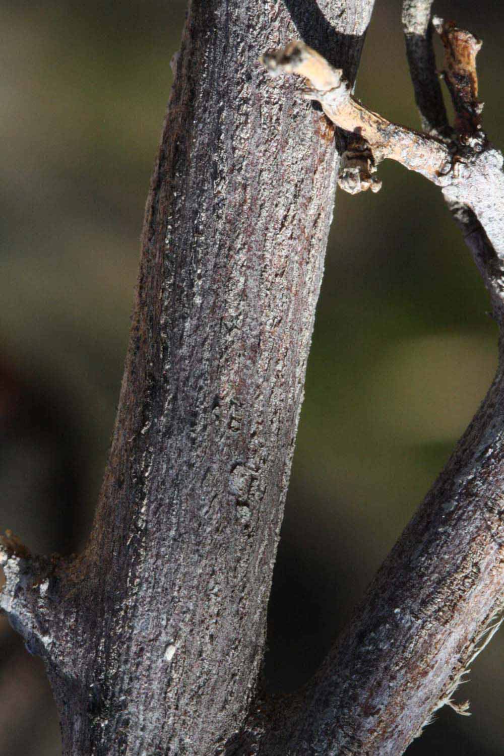             Second - third year twig (Riverside,   CA)       